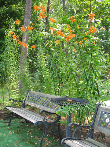 Tiger Lilies in My Garden